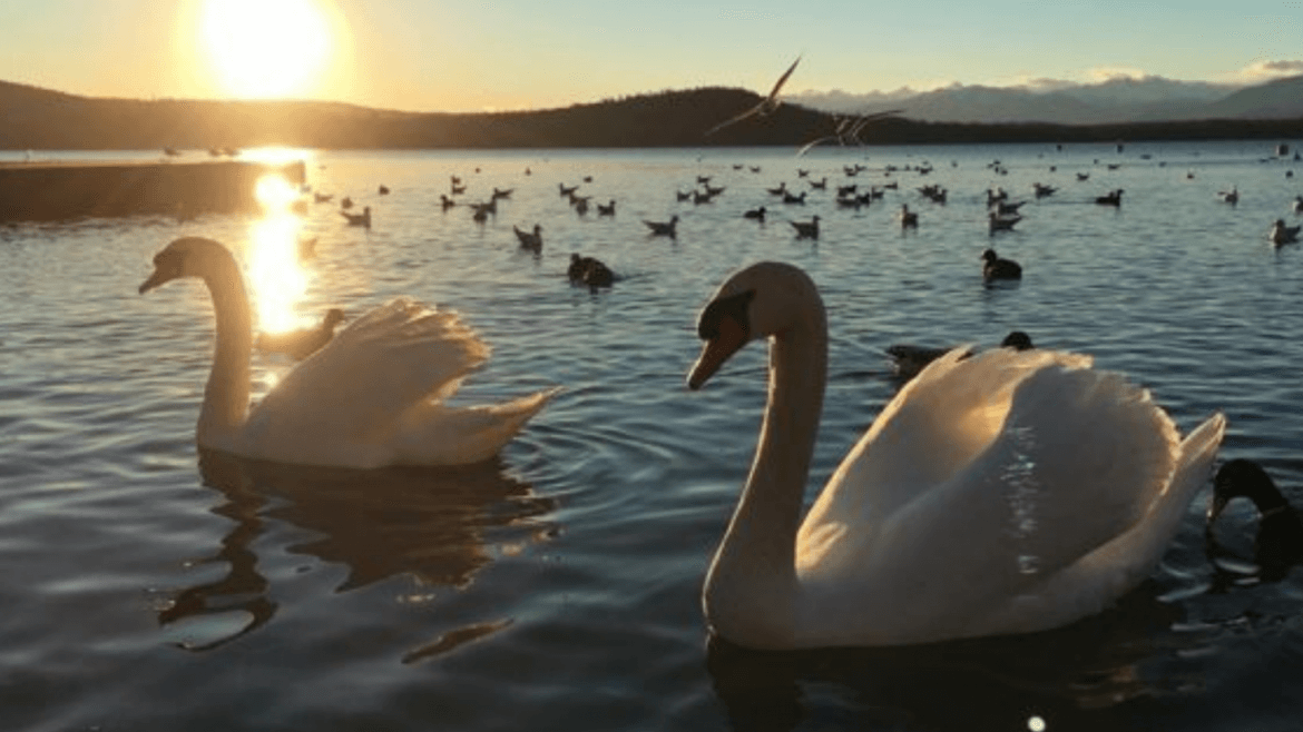 Lago di Viverone - Foto 3